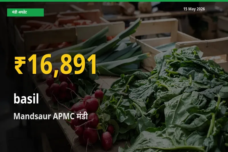 आज Mandsaur APMC में तुलसी के दाम रिकॉर्ड स्तर पर, ताज़ा मंडी भाव जानें