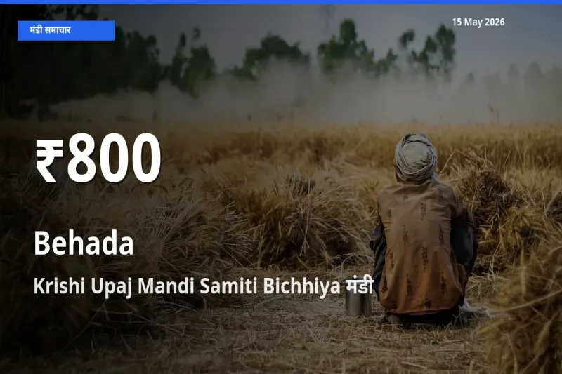 रिकॉर्ड गिरावट नहीं, लेकिन 30 दिन का न्यूनतम! Krishi Upaj Mandi Samiti Bichhiya में बेहड़ा के दाम फिसले