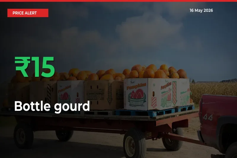Bottle gourd Prices Rise 15.48% in a Day at Major Mandis