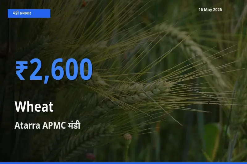 16 May अपडेट: गेहूँ के सबसे ऊँचे दाम Atarra APMC मंडी में