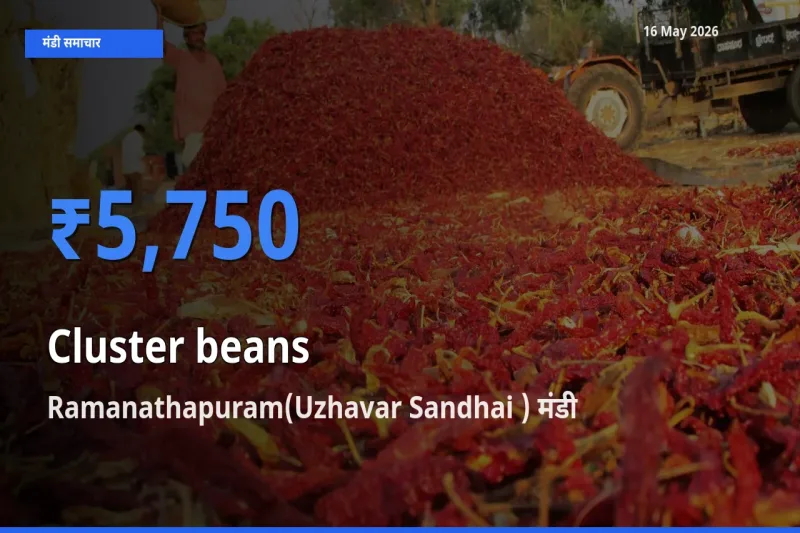आज का मंडी भाव: ग्वार फली के सबसे ज़्यादा दाम Ramanathapuram(Uzhavar Sandhai ) में