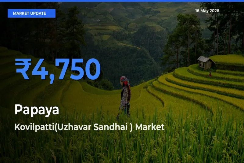 Farmers Prefer Kovilpatti(Uzhavar Sandhai ) as Papaya Hits Highest Rate