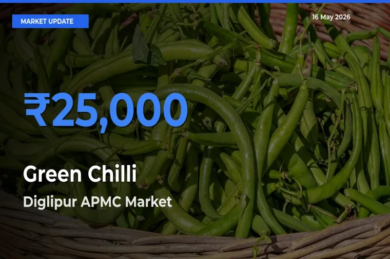 Market Watch: Diglipur APMC Becomes Top Mandi for Green Chilli