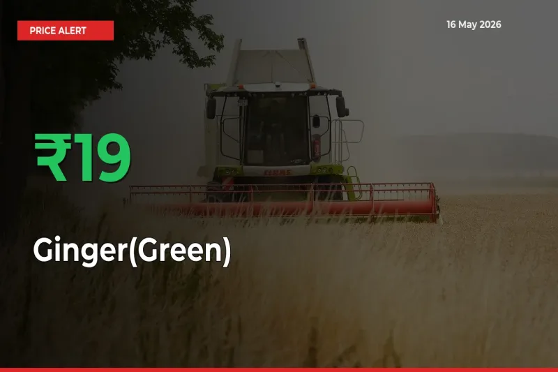 Why Ginger(Green) Prices Rose 19.39% in a Day at Mandis