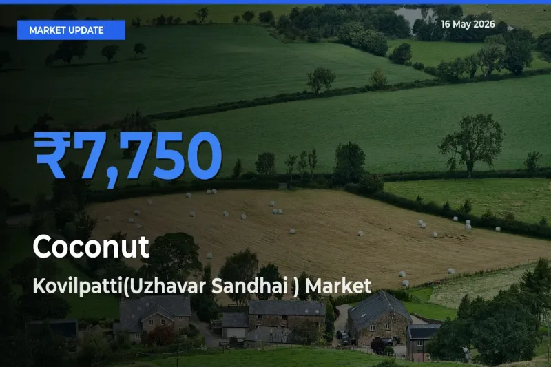 Coconut Mandi Rate Today: Kovilpatti(Uzhavar Sandhai ) Tops the List