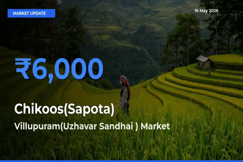 Chikoos(Sapota) Mandi Rate Today: Villupuram(Uzhavar Sandhai ) Tops the List