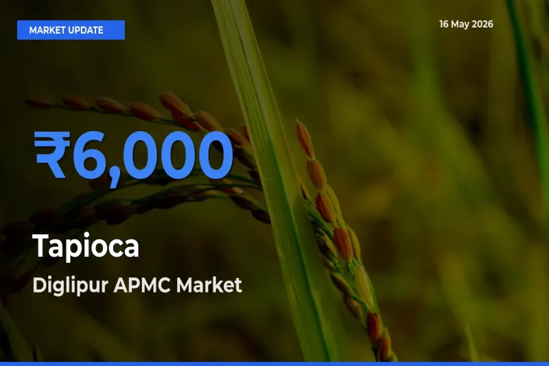 Diglipur APMC Tops Tapioca Mandi Rates Today