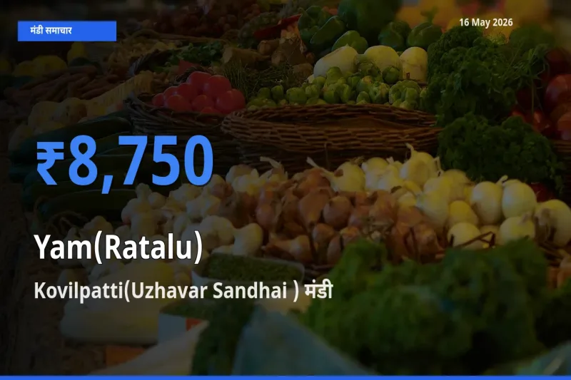 आज रतालू (रतलू) के सबसे ऊँचे दाम ₹8,750 Kovilpatti(Uzhavar Sandhai ) मंडी में