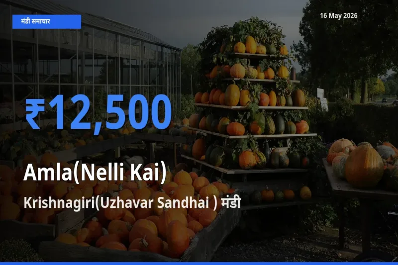 Krishnagiri(Uzhavar Sandhai ) में आंवला का आज सबसे ऊँचा भाव