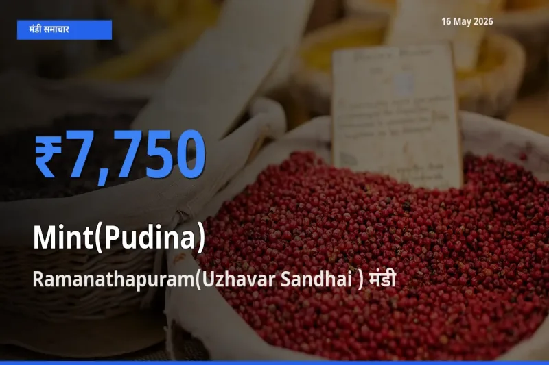 आज पुदीना के सबसे ज़्यादा दाम Ramanathapuram(Uzhavar Sandhai ) मंडी में दर्ज