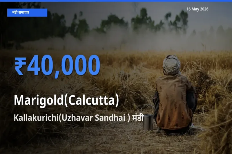 16 May अपडेट: गेंदा (कलकत्ता) के सबसे ऊँचे दाम Kallakurichi(Uzhavar Sandhai ) मंडी में