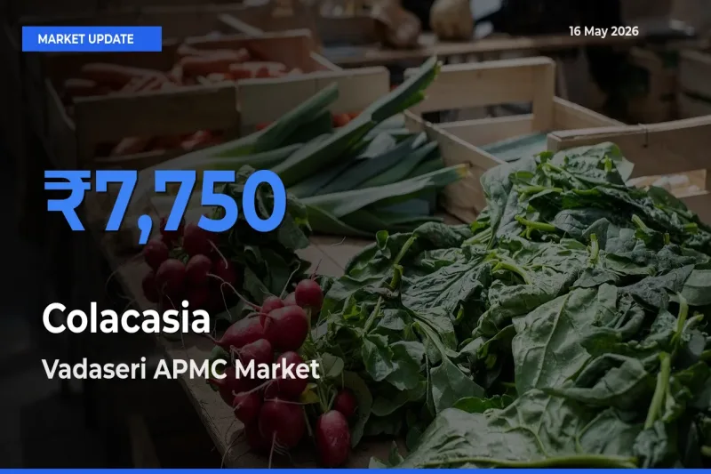 Colacasia Mandi Rate Today: Vadaseri APMC Tops the List