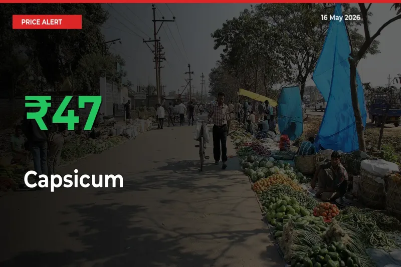 Capsicum Prices Rise 47.39% in a Day at Major Mandis