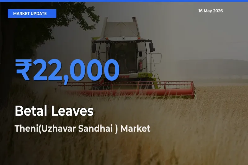 Top Performer! Theni(Uzhavar Sandhai ) Offers Best Betal Leaves Price Today