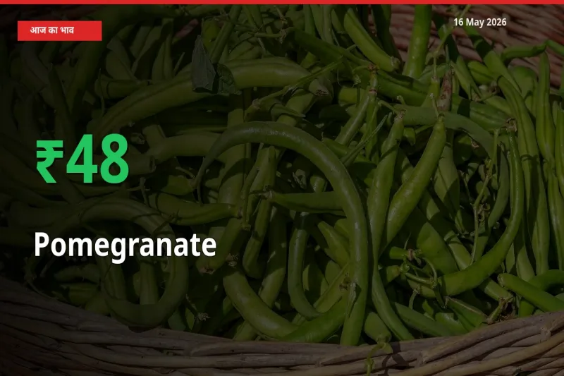 आज का मंडी भाव: अनार के दाम मंडी में 48.01% ऊपर