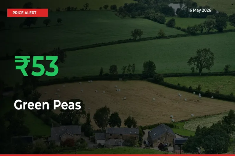 Big Rally! Green Peas Climbs 52.53% in 24 Hours at Top Mandis