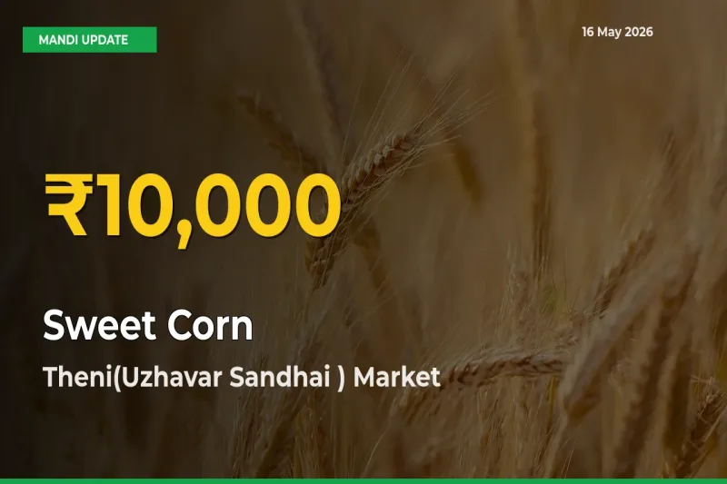 Theni(Uzhavar Sandhai ) Leads as Sweet Corn Hits Highest Rate – May 16 Update