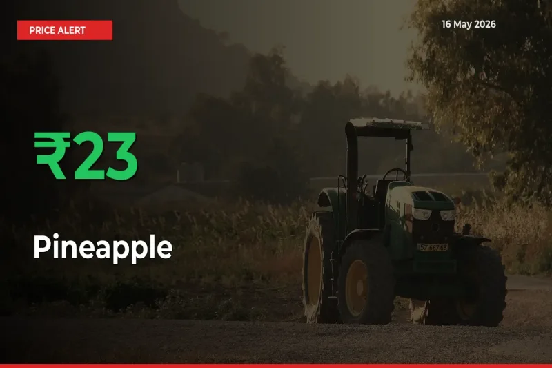 This Mandi Records 22.74% Jump in Pineapple Prices