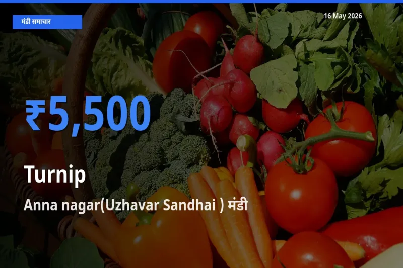 Anna nagar(Uzhavar Sandhai ) में शलजम का आज सबसे ऊँचा भाव