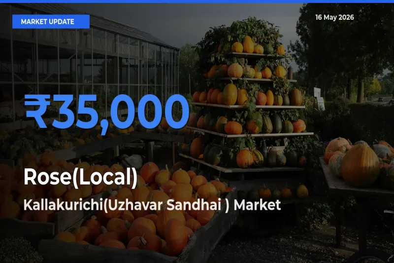 Top Performer! Kallakurichi(Uzhavar Sandhai ) Offers Best Rose(Local) Price Today