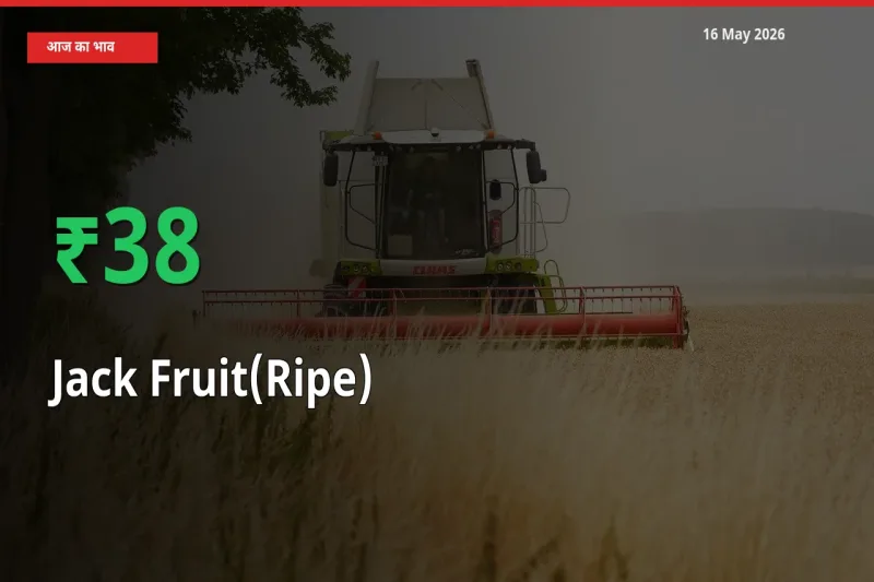 पका कटहल 37.63% उछला, मंडी