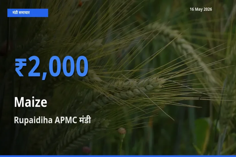 आज का मंडी भाव: मक्का के सबसे ज़्यादा दाम Rupaidiha APMC में