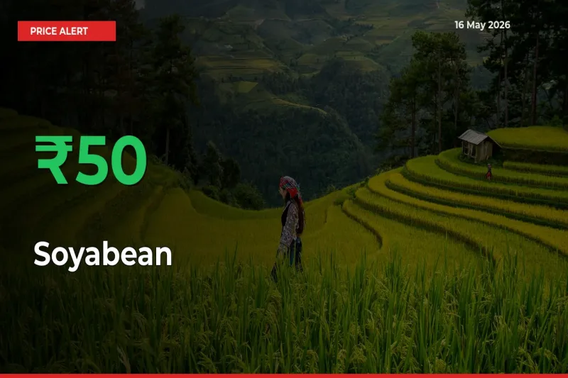 Sudden 49.98% Rally in Soyabean Prices Across Mandis