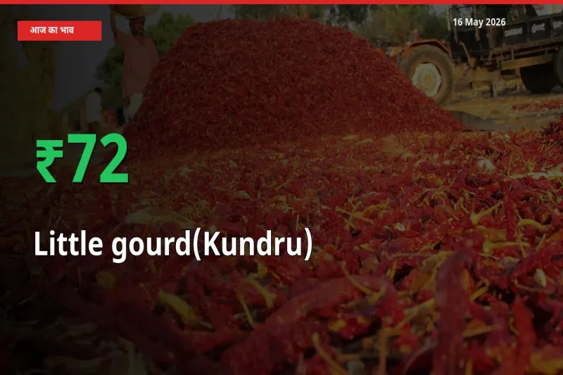कुंदरू (टिंडा तोरई) के दाम प्रमुख मंडी में 72.21% बढ़े, 24 घंटे में बड़ा बदलाव