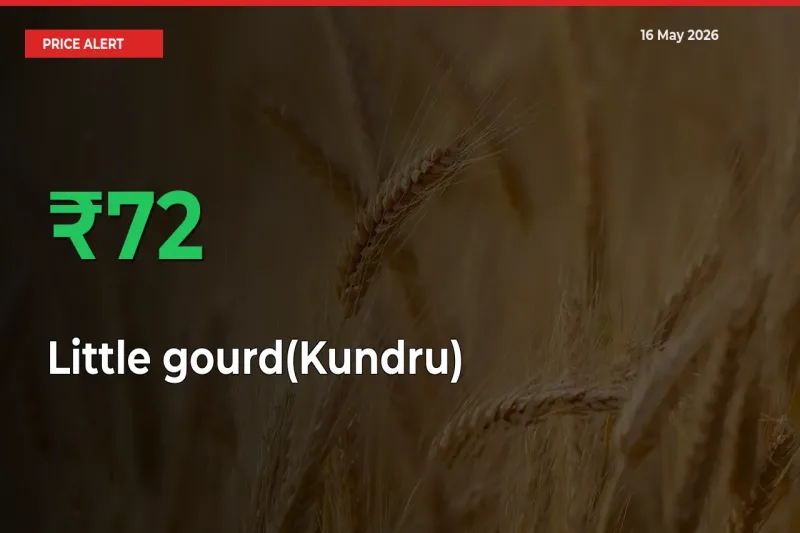 Little gourd(Kundru) Rises 72.21% at Mandis