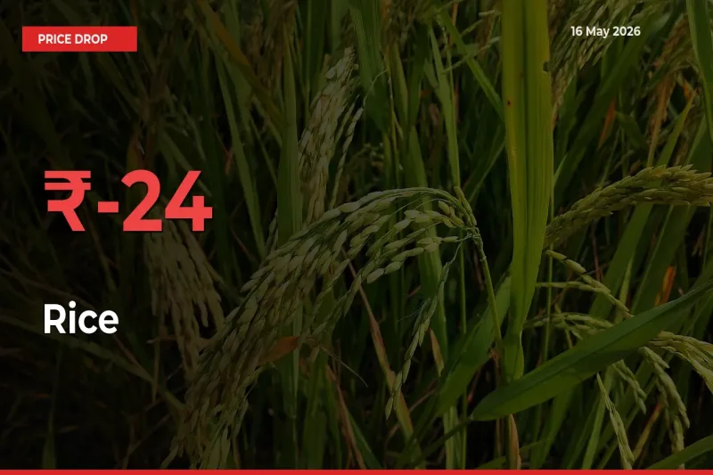 Farmers Alert as Rice Prices Slide 23.8% in Local Mandis