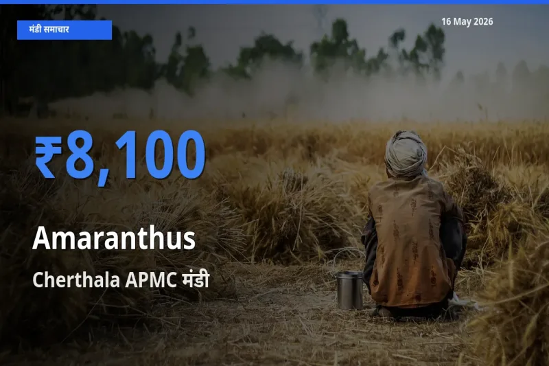 बाज़ार संकेत: Cherthala APMC बना चौलाई के लिए आज की टॉप मंडी