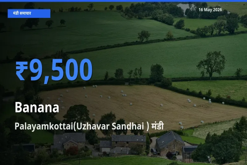 टॉप मंडी बना Palayamkottai(Uzhavar Sandhai )! केला के सबसे ऊँचे दाम यहीं दर्ज