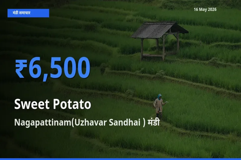 Nagapattinam(Uzhavar Sandhai ) में शकरकंद का आज सबसे ऊँचा भाव