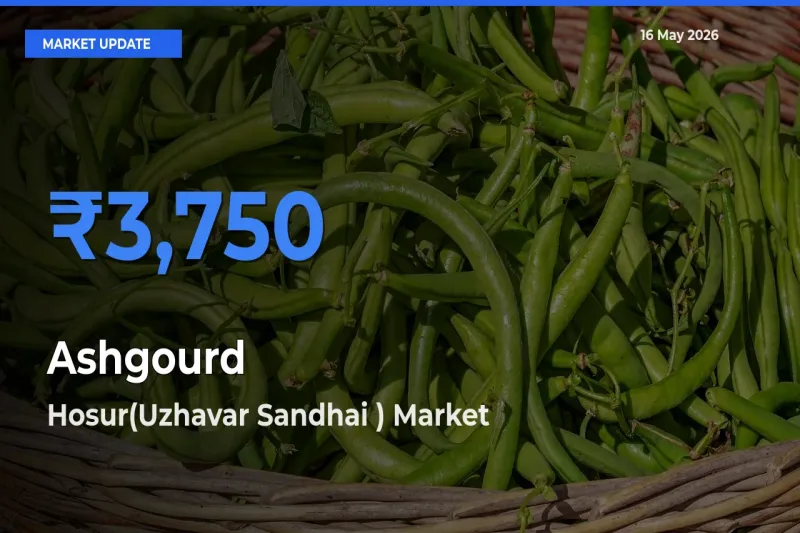 Hosur(Uzhavar Sandhai ) Offers ₹3,750 – Highest Ashgourd Rate Today