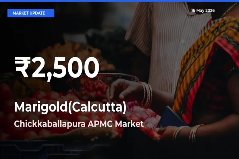 Farmers Concerned as Marigold(Calcutta) Hits 30-Day Low in Chickkaballapura APMC