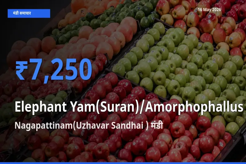 किसानों की पसंद बना Nagapattinam(Uzhavar Sandhai ), जिमीकंद (सूरन) के सबसे अच्छे दाम