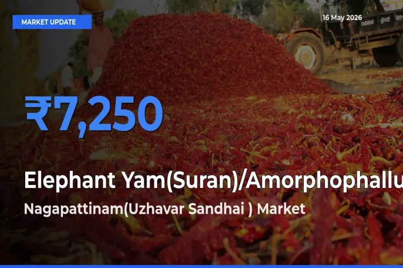 Market Watch: Nagapattinam(Uzhavar Sandhai ) Becomes Top Mandi for Elephant Yam(Suran)/Amorphophallus