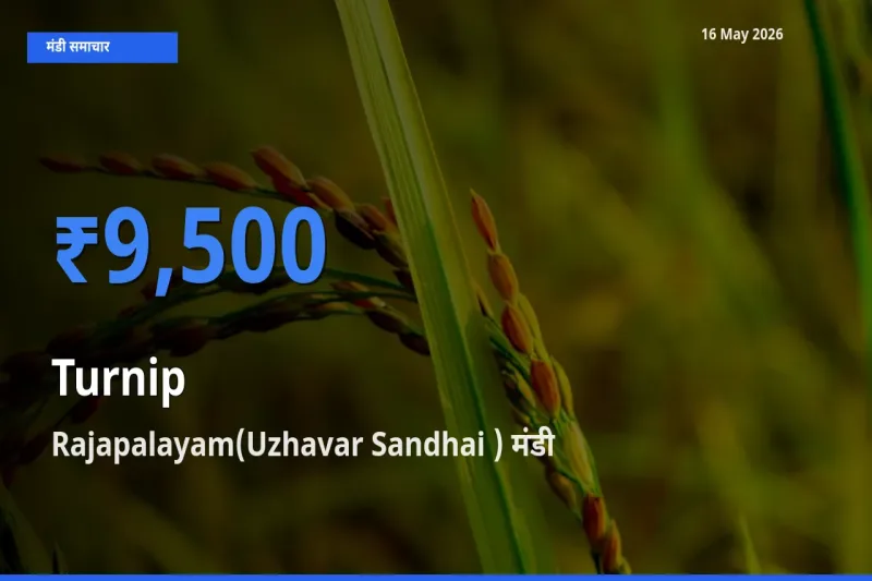 16 May अपडेट: शलजम के सबसे ऊँचे दाम Rajapalayam(Uzhavar Sandhai ) मंडी में