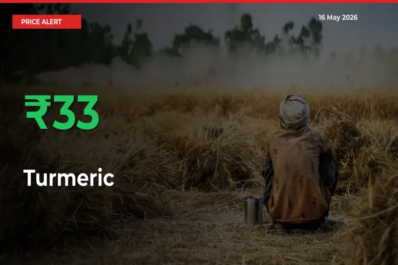 Turmeric Mandi Rate Today: Prices Jump 32.59% at Market