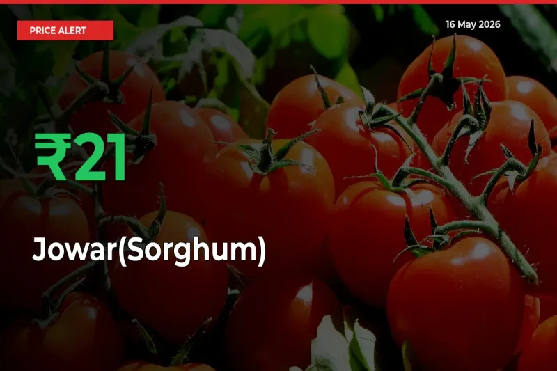 20.73% Spike in Jowar(Sorghum) Prices – Mandi Sees Sudden Rally