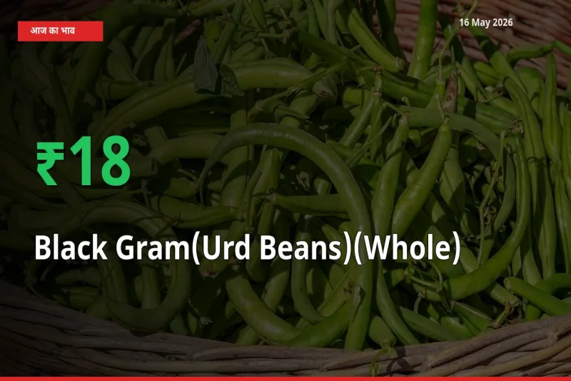 16 May अपडेट: साबुत उड़द के दाम मंडी में 18.2% उछले
