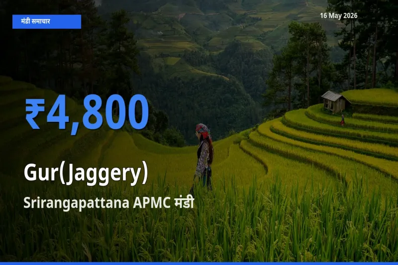 आज गुड़ के सबसे ज़्यादा दाम Srirangapattana APMC मंडी में दर्ज