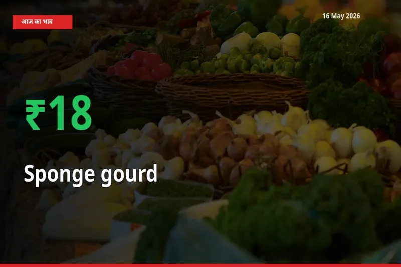 अचानक तेजी! मंडी में तोरई (नेनुआ) के दाम 17.79% चढ़े