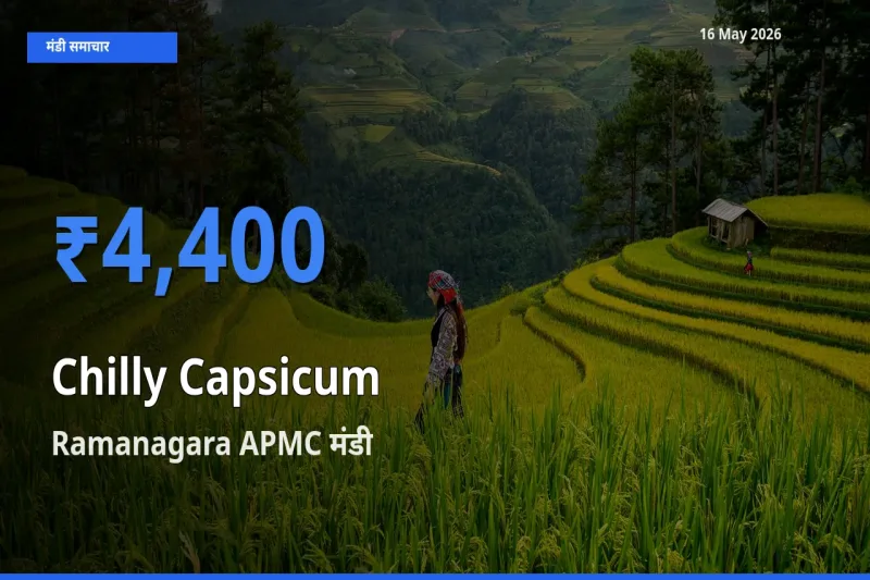 आज हरी शिमला मिर्च के सबसे ज़्यादा दाम Ramanagara APMC मंडी में दर्ज