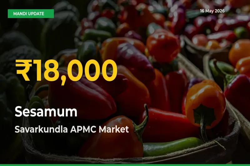 Fresh Record! Sesamum Price Climbs to New High in Savarkundla APMC