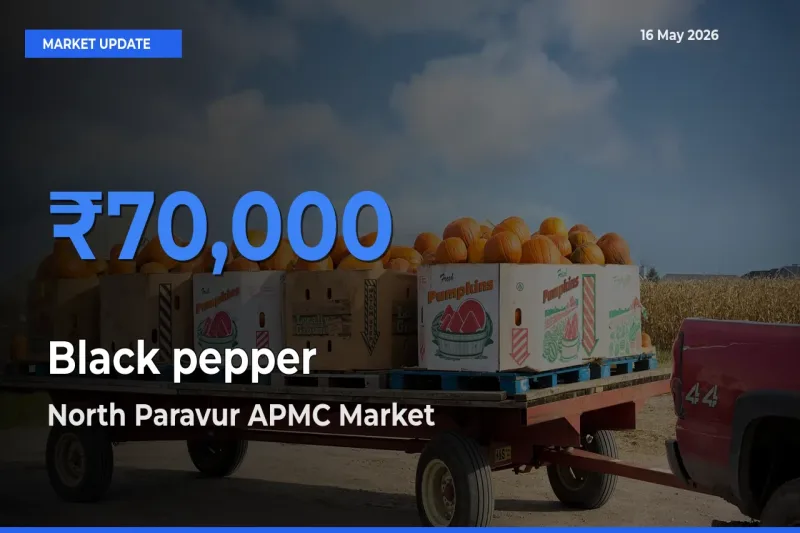 Top Performer! North Paravur APMC Offers Best Black pepper Price Today