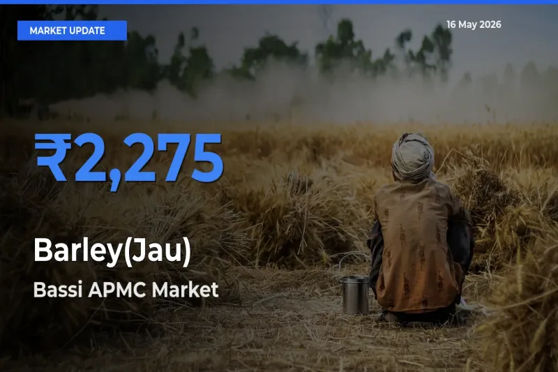 Bassi APMC Tops Barley(Jau) Mandi Rates Today