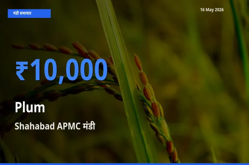 आज आलूबुखारा के सबसे ऊँचे दाम ₹10,000 Shahabad APMC मंडी में