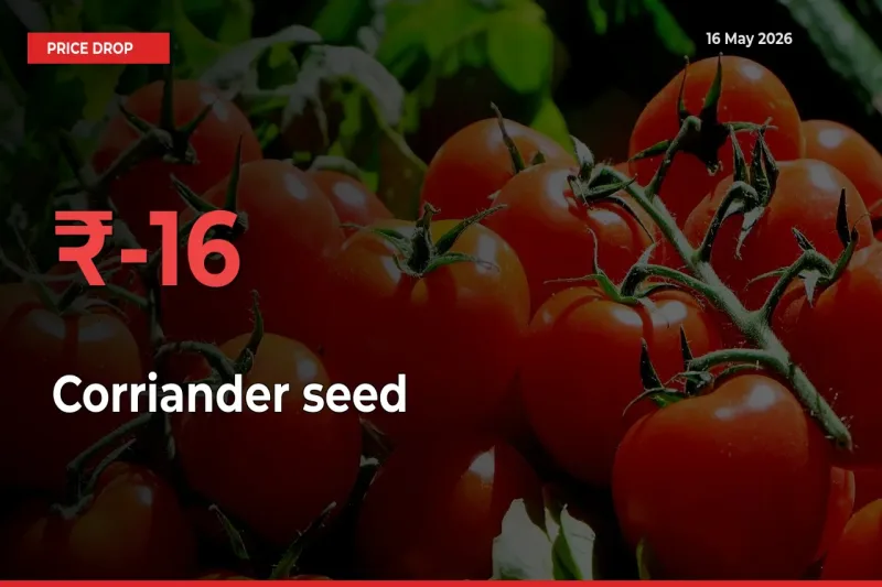 Farmers Alert as Corriander seed Prices Slide 15.75% in Local Mandis