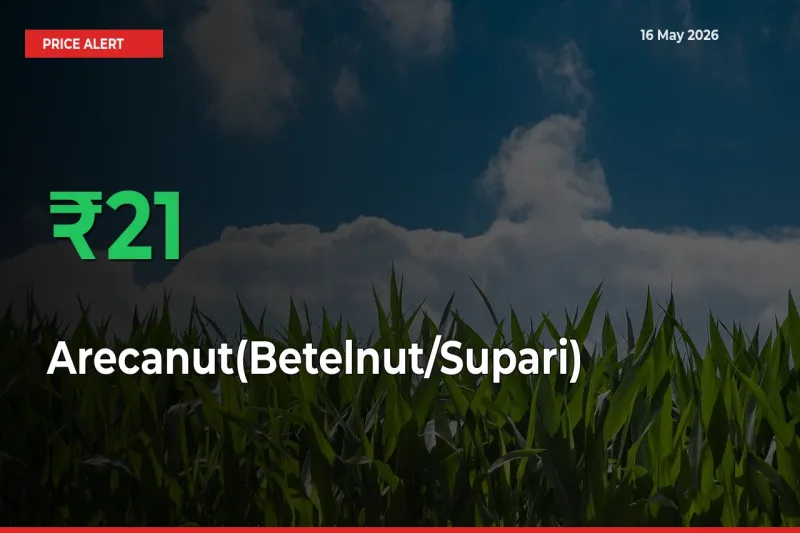 Why Arecanut(Betelnut/Supari) Prices Rose 20.7% in a Day at Mandis
